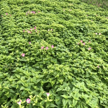 大量现货泥碳土现货供应