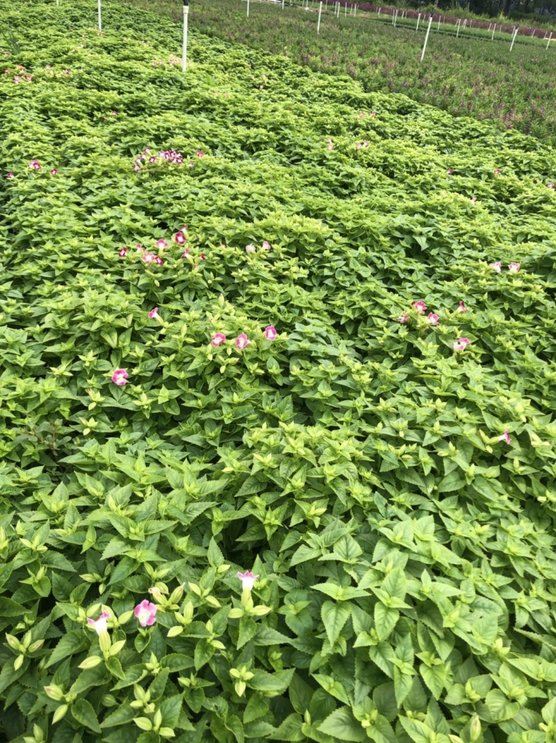 大量现货泥碳土现货供应