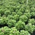大量现货泥碳土现货供应