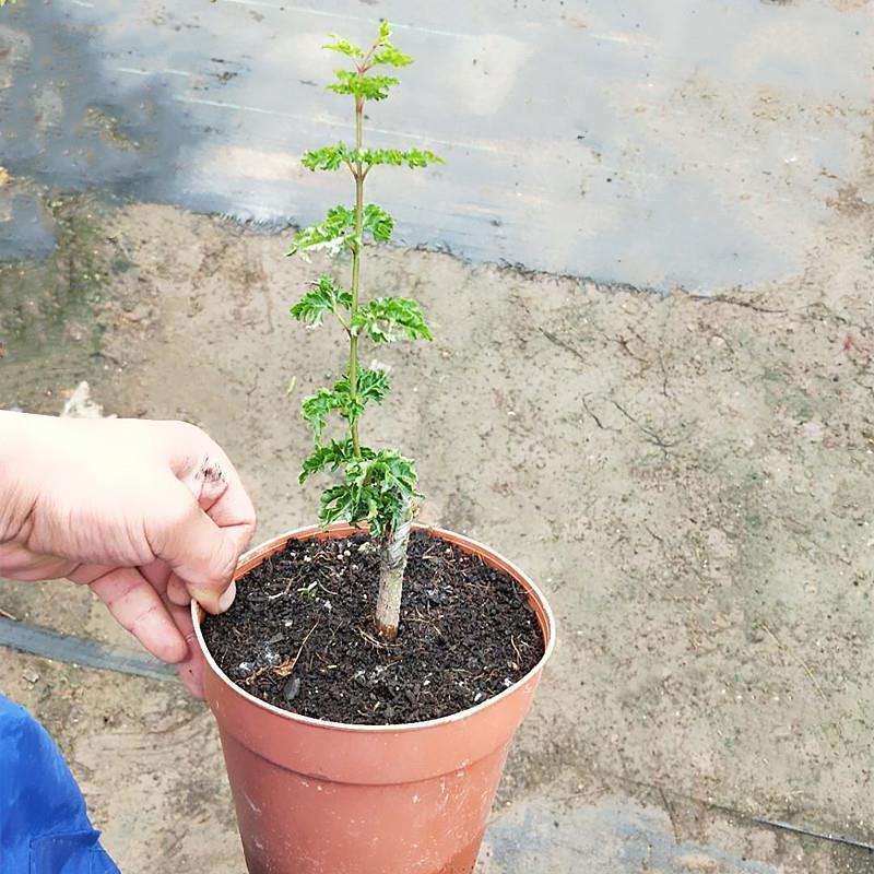 狮子头枫树一物一拍盆景獅子頭枫树日本枫树盆景素材名贵红