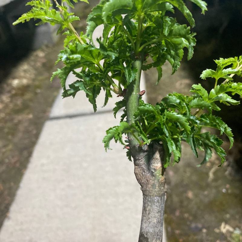 狮子头枫树一物一拍盆景獅子頭枫树日本枫树盆景素材名贵红