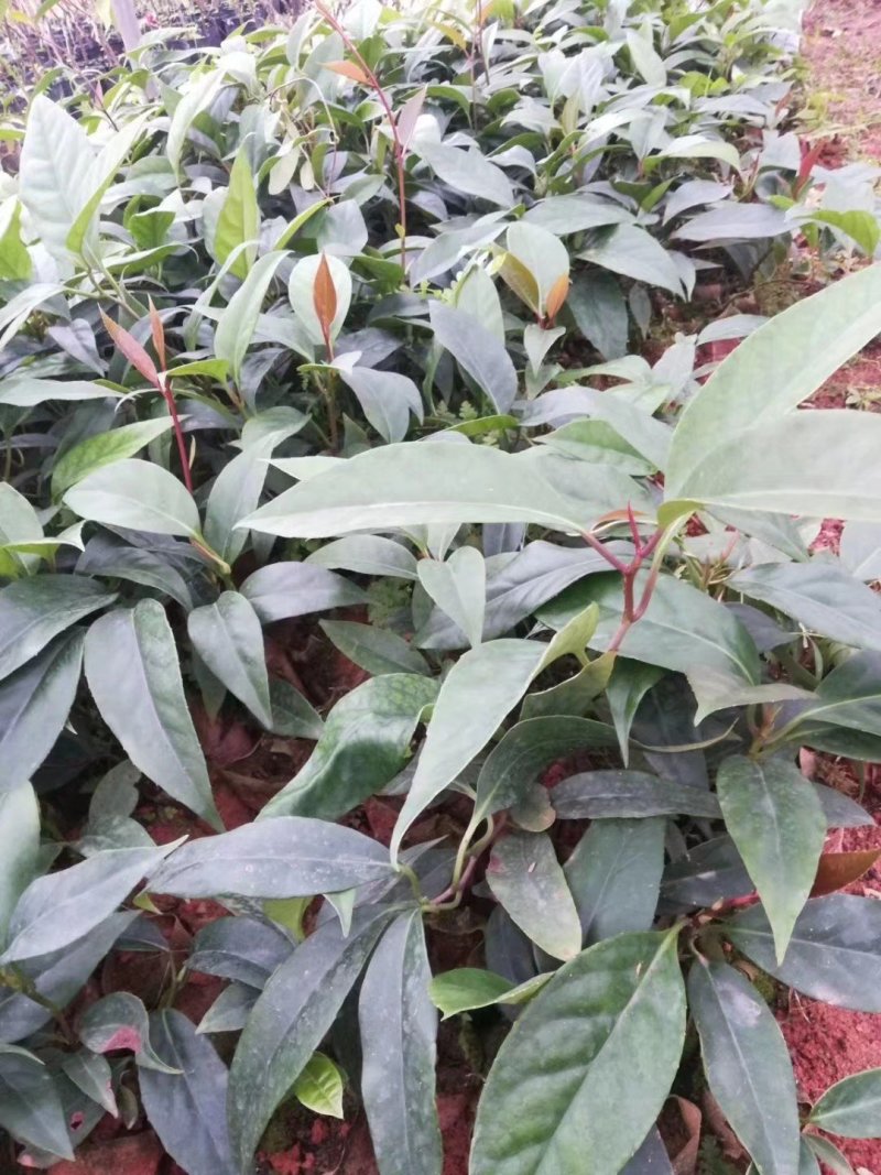 黑老虎苗布福娜树苗爬藤植物直生苗