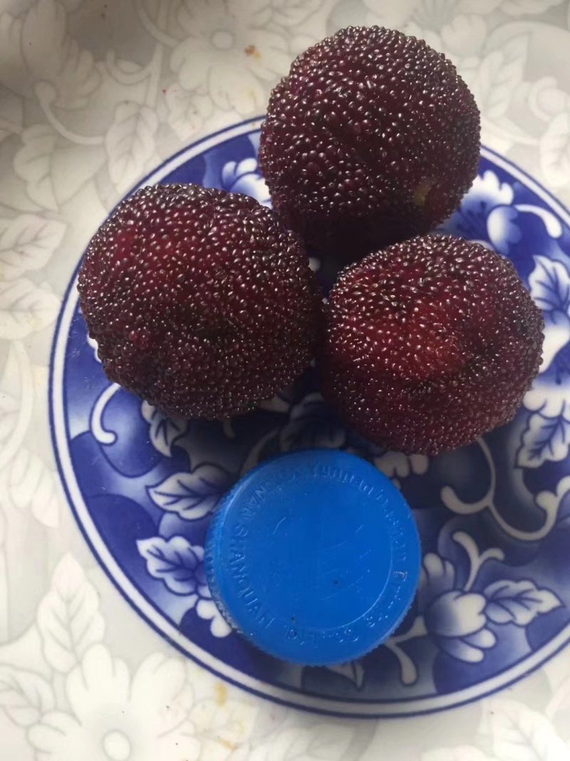 东魁杨梅苗，杨梅苗正品嫁接