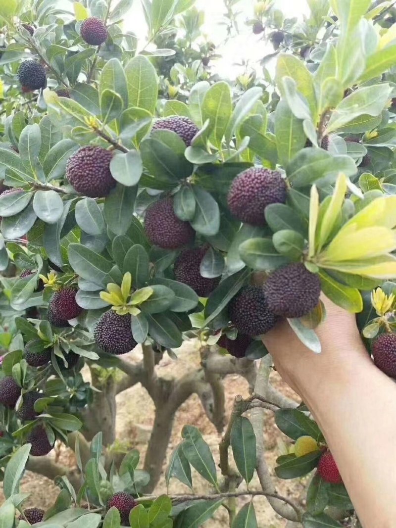 东魁杨梅苗，杨梅苗正品嫁接