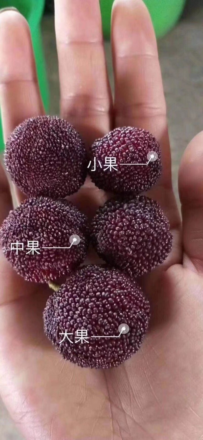 东魁杨梅苗，杨梅苗正品嫁接