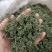 长白山六年人参花西洋参花新鲜采摘自然晾晒产地包邮