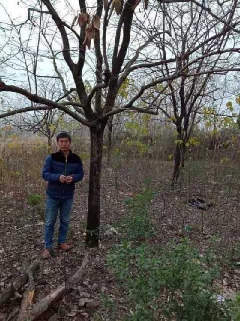 古柿子树，供十二至四十六公分自家种植的精品柿子树
