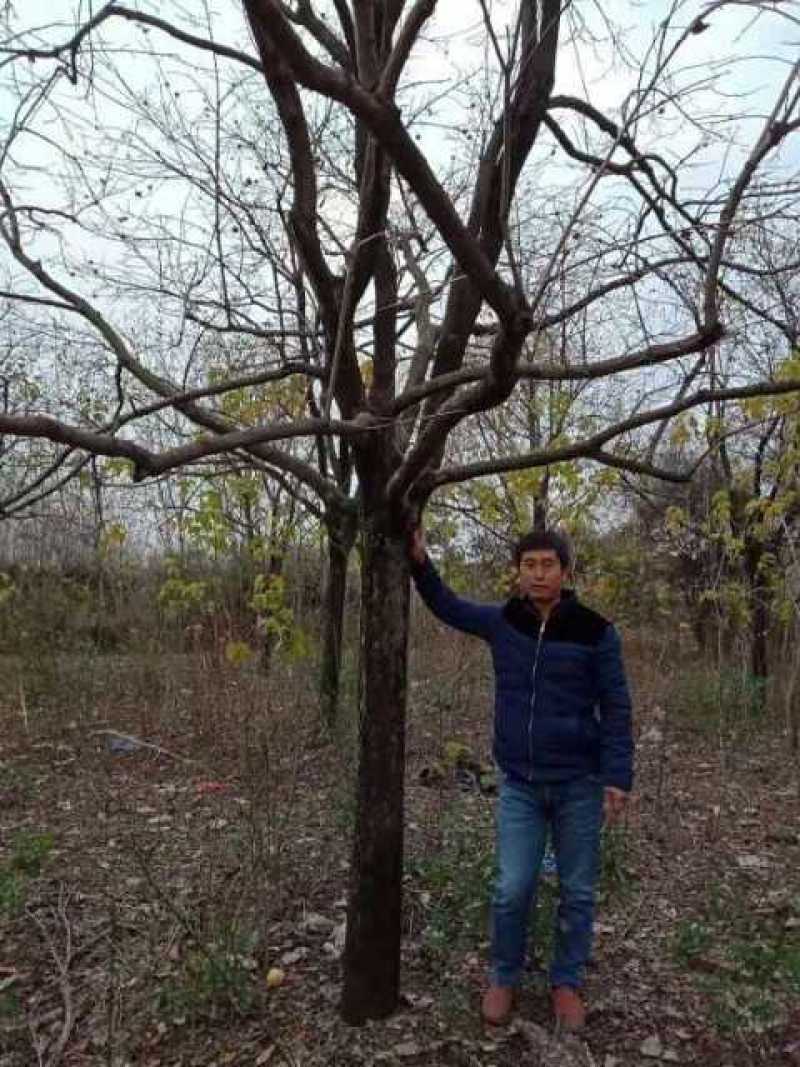 古柿子树，供十二至四十六公分自家种植的精品柿子树