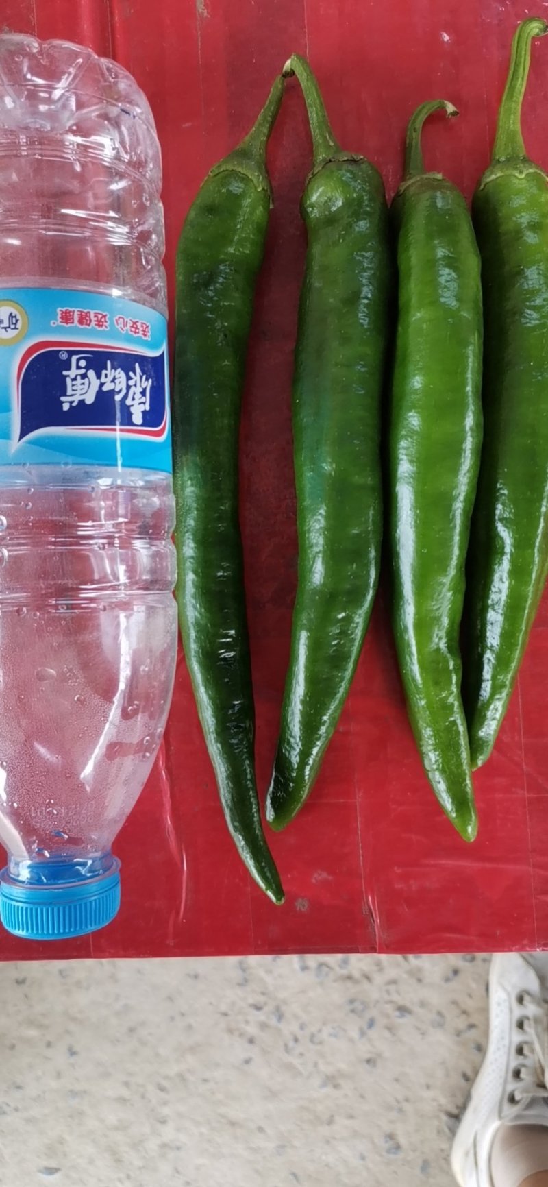 精品辣椒，品种齐全，忘前来收购