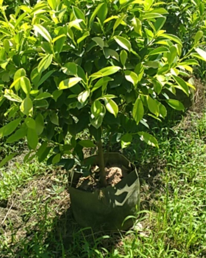 雅榕，黄金榕球，地被，移植袋，易成活，提供种植技术