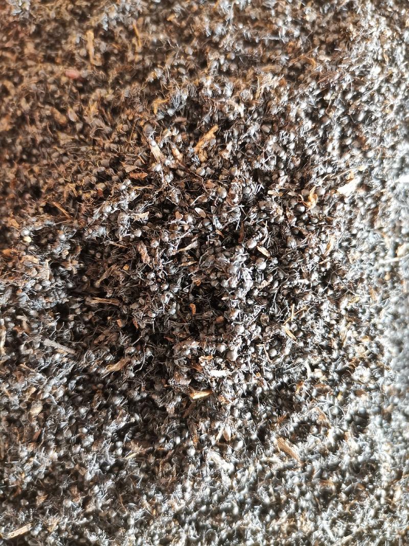 黑蚂蚁东北野生黑蚂蚁大中小各种规格无杂质净货干货