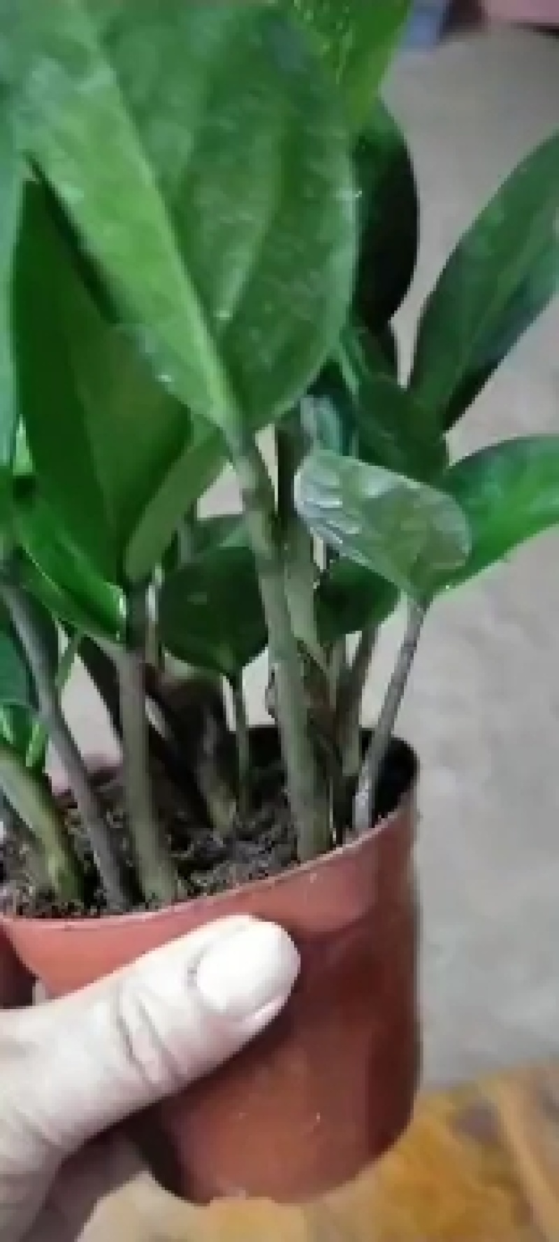 发财树，包邮，绿植小盆栽是室内摆放之优品有去甲醇之功效