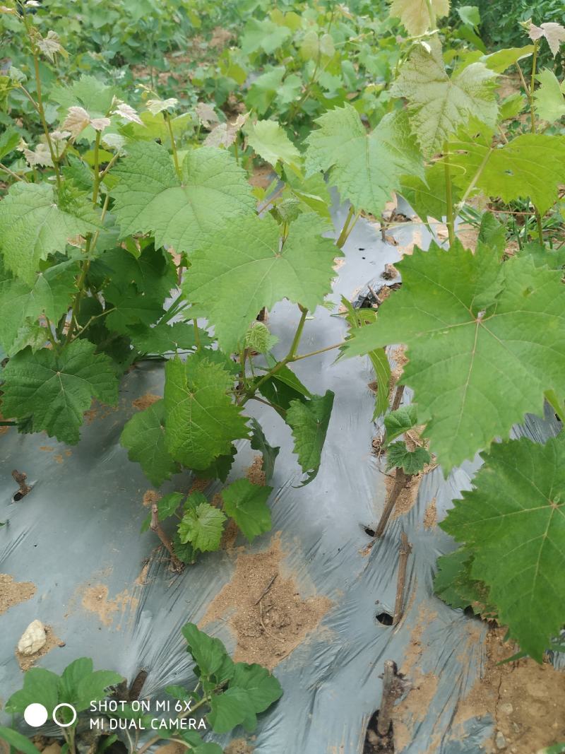 苗圃直销蓝宝石巨峰葡萄苗盆栽地栽苗品种纯正包存活量大从优