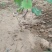 苗圃直销蓝宝石巨峰葡萄苗盆栽地栽苗品种纯正包存活量大从优
