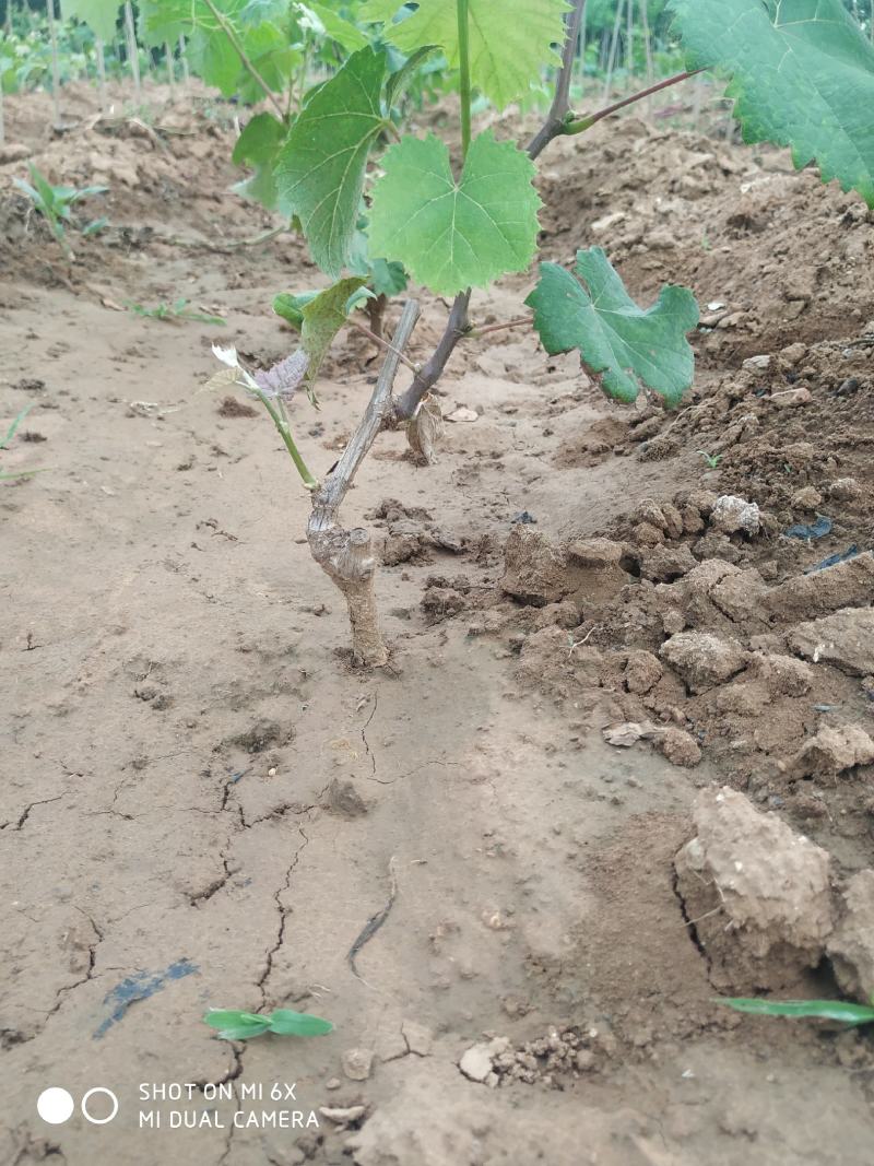 苗圃直销蓝宝石巨峰葡萄苗盆栽地栽苗品种纯正包存活量大从优