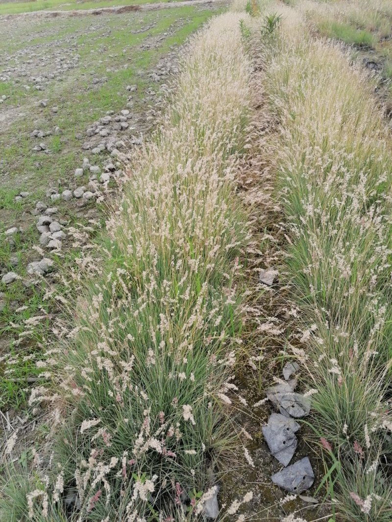 出售糖蜜草，精品糖蜜草杯苗