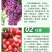 苗圃直销蓝宝石巨峰葡萄苗盆栽地栽苗品种纯正包存活量大从优