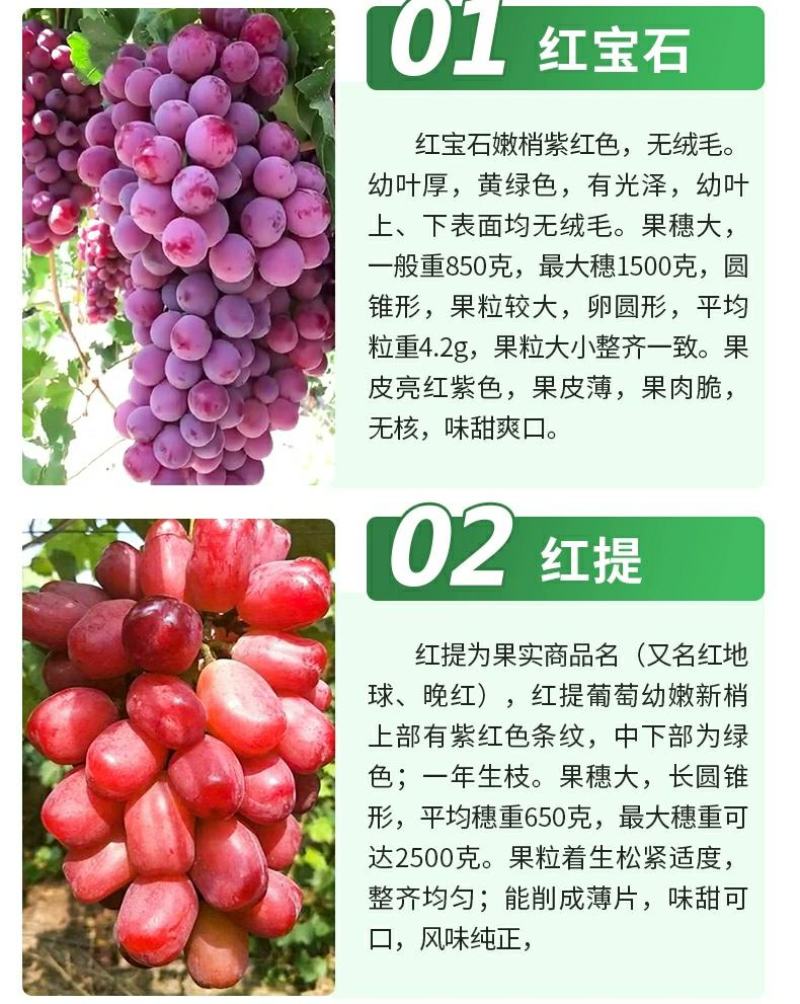 苗圃直销蓝宝石巨峰葡萄苗盆栽地栽苗品种纯正包存活量大从优
