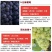 苗圃直销蓝宝石巨峰葡萄苗盆栽地栽苗品种纯正包存活量大从优