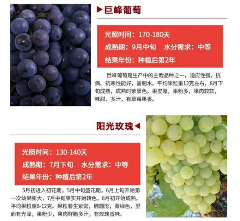 苗圃直销蓝宝石巨峰葡萄苗盆栽地栽苗品种纯正包存活量大从优