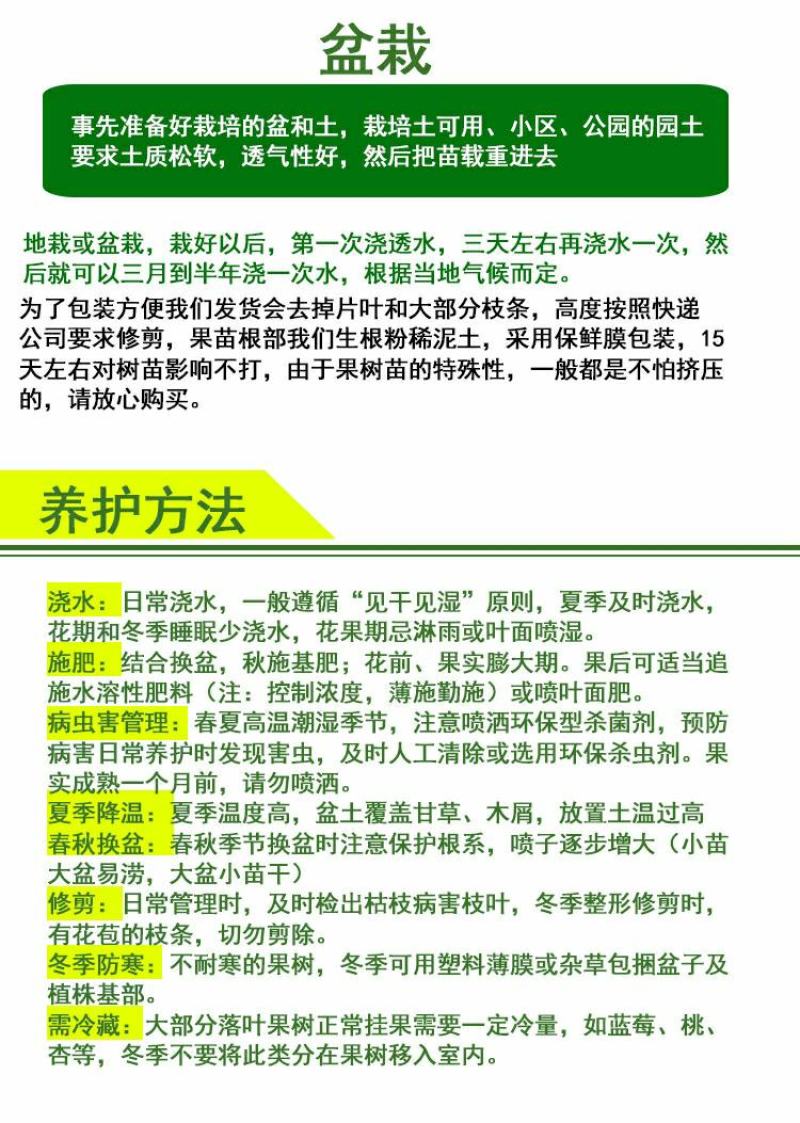 苗圃直销蓝宝石巨峰葡萄苗盆栽地栽苗品种纯正包存活量大从优