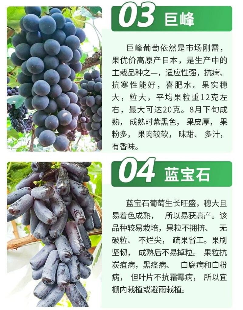 苗圃直销蓝宝石巨峰葡萄苗盆栽地栽苗品种纯正包存活量大从优