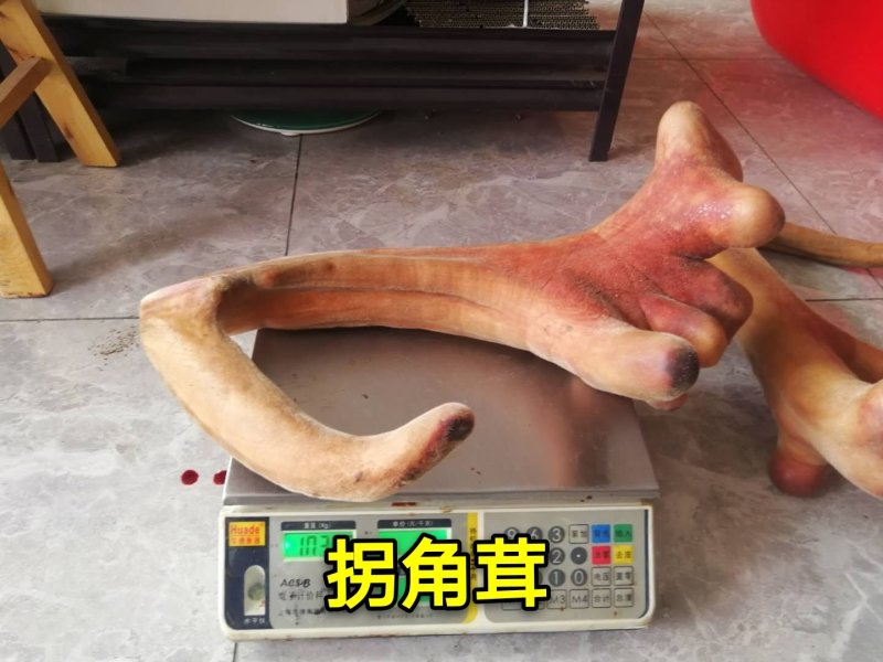 《明轩鹿业》2020年新货头茬鲜鹿茸整支切片