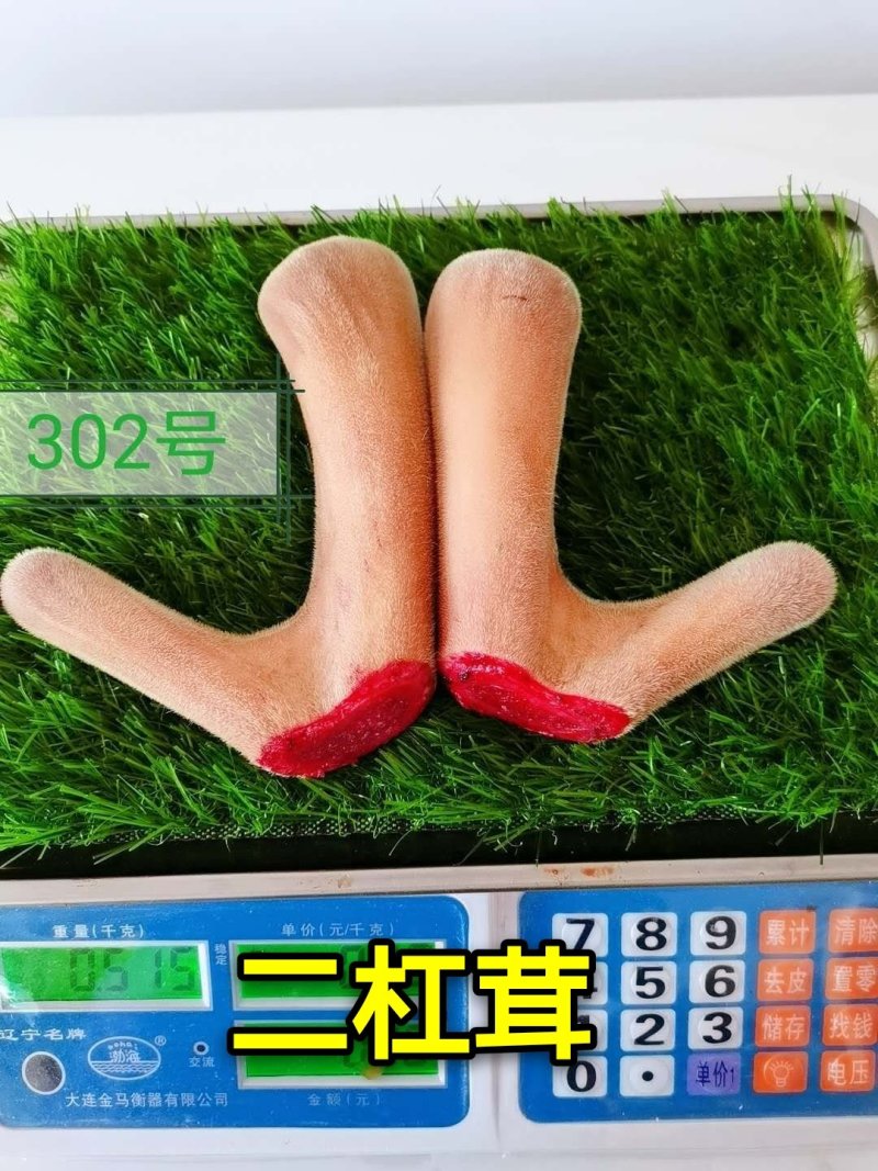 《明轩鹿业》2020年新货头茬鲜鹿茸整支切片