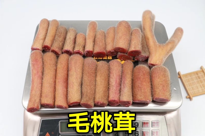《明轩鹿业》2020年新货头茬鲜鹿茸整支切片