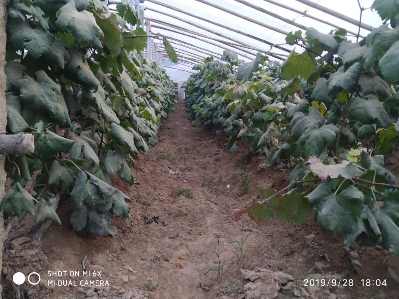 苗圃直销蓝宝石巨峰葡萄苗盆栽地栽苗品种纯正包存活量大从优