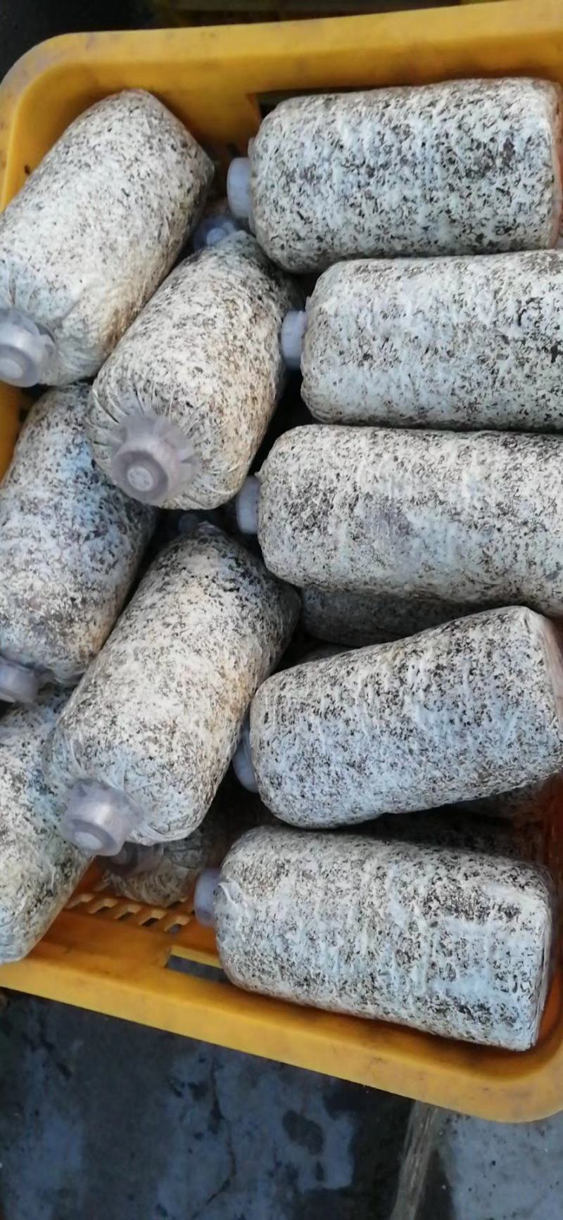 毛慈育苗菌种。彬球子育苗菌种厂家。每袋1.2…1.5斤