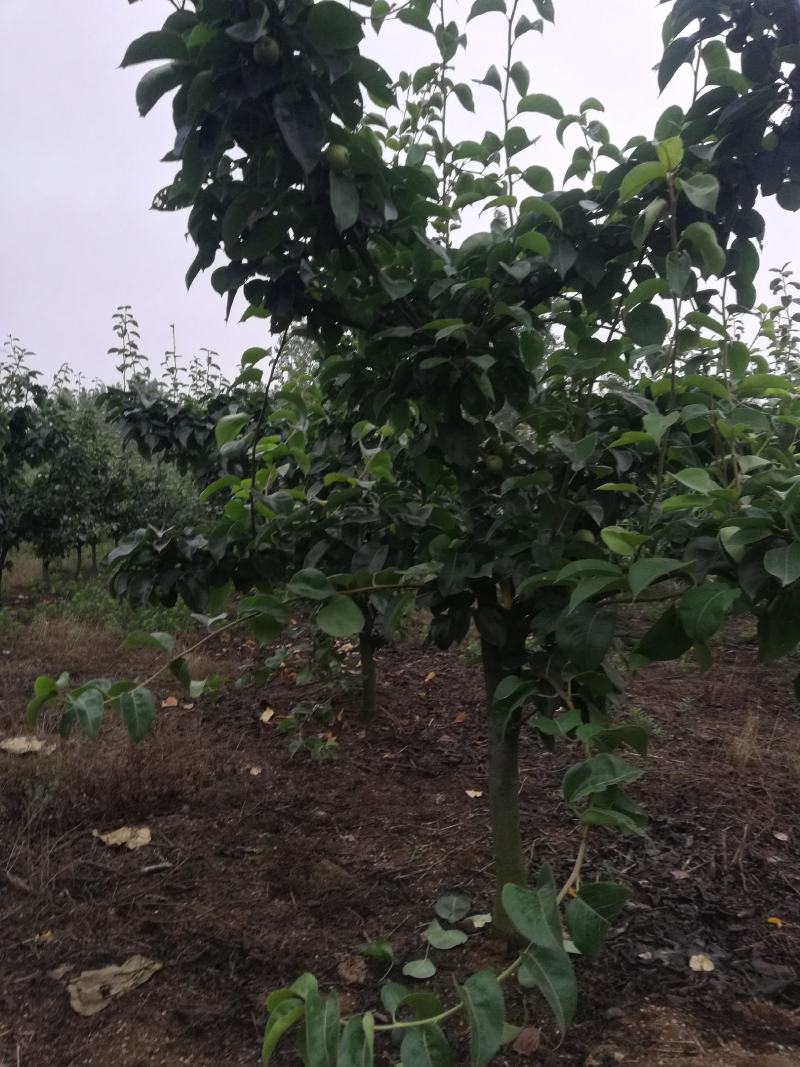黄金梨树苗，三至十二公分占地用工程用各种规格成品梨树