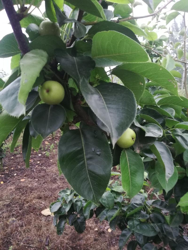 黄金梨树苗，三至十二公分占地用工程用各种规格成品梨树
