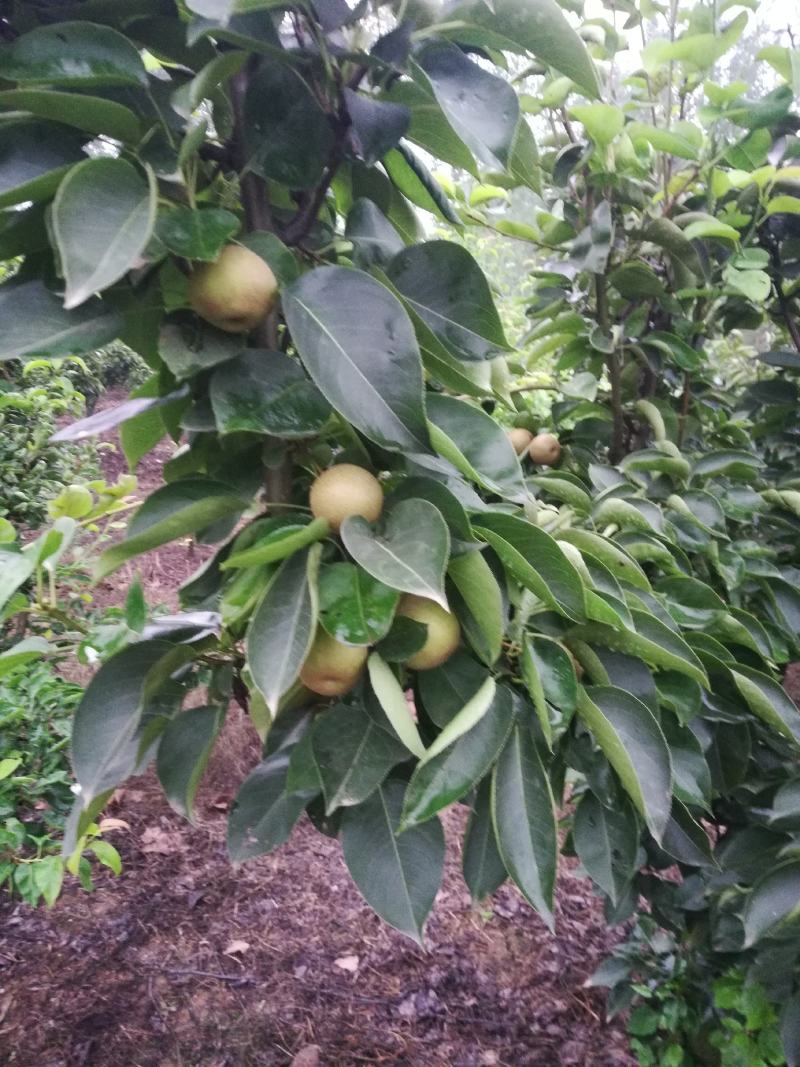 黄金梨树苗，三至十二公分占地用工程用各种规格成品梨树
