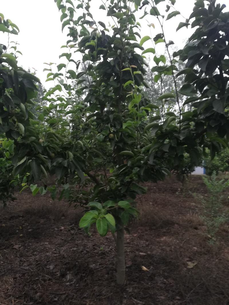 黄金梨树苗，三至十二公分占地用工程用各种规格成品梨树