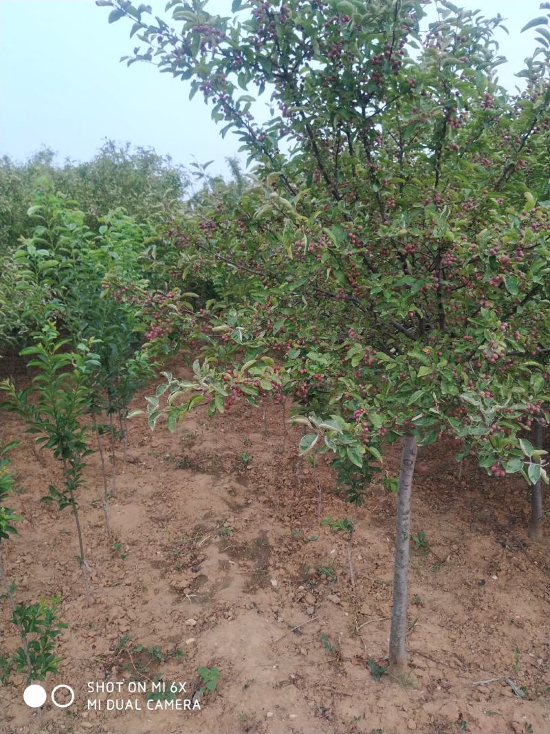 自家苗圃常年供应贵人果苹果树盆栽当年挂果品种纯正