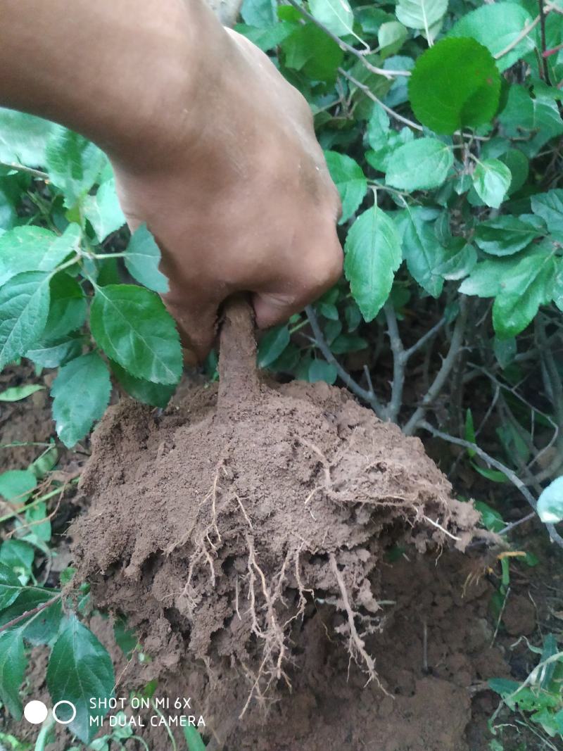 自家苗圃常年供应贵人果苹果树盆栽当年挂果品种纯正