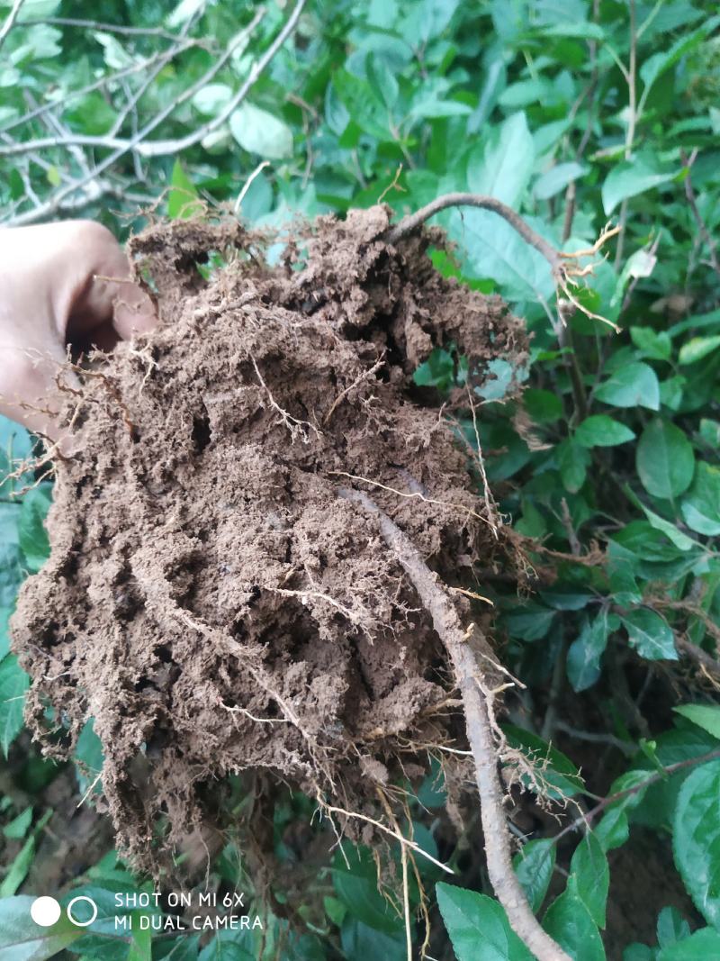 自家苗圃常年供应贵人果苹果树盆栽当年挂果品种纯正