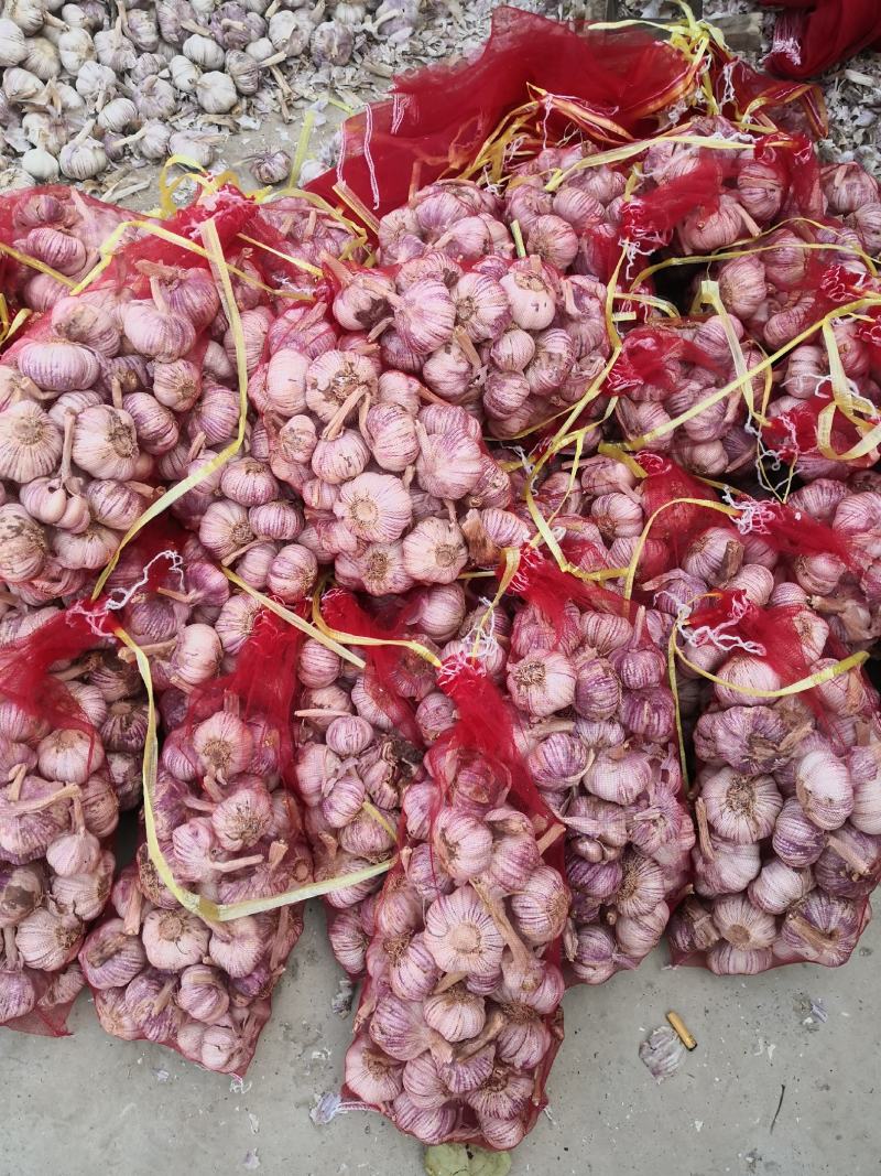 中牟紫皮大蒜，大量供应。