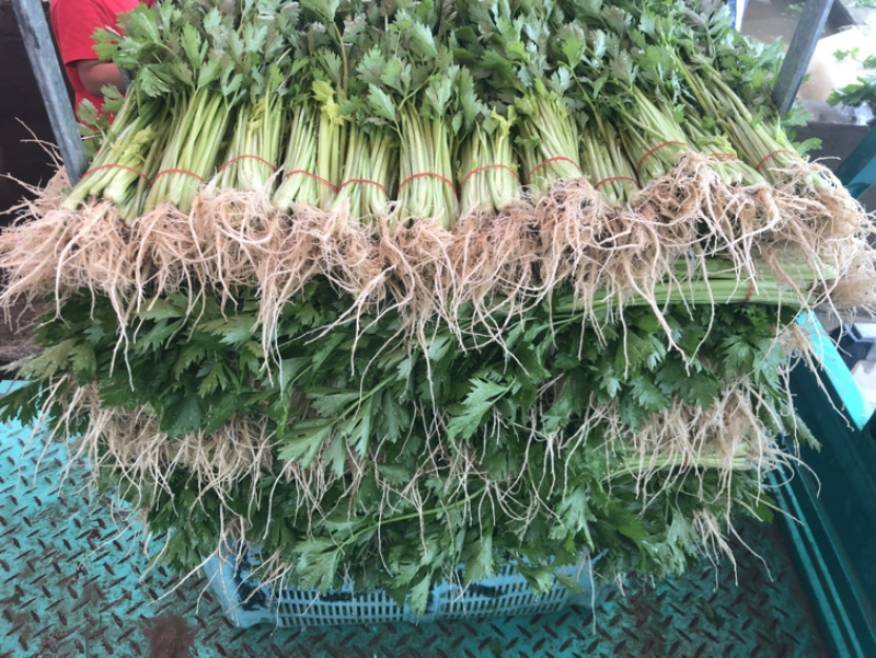 新鲜精品大棚芹菜，现收现发，欢迎合作