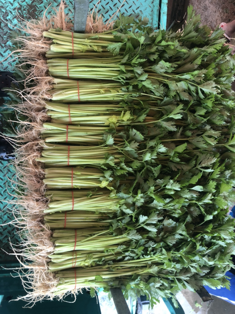 新鲜精品大棚芹菜，现收现发，欢迎合作