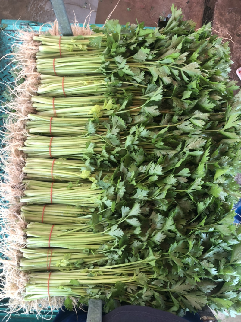 新鲜精品大棚芹菜，现收现发，欢迎合作
