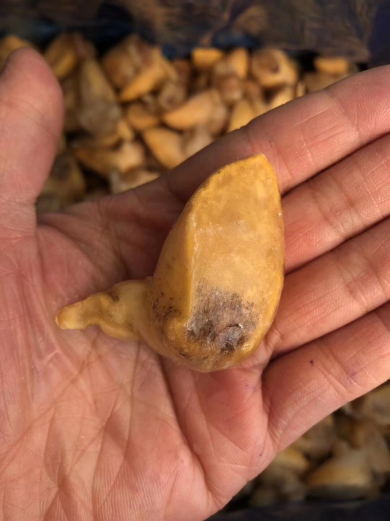 黄金鲍螺肉蜗牛肉蜗牛肉质量保障量大从优诚信经营等您来电