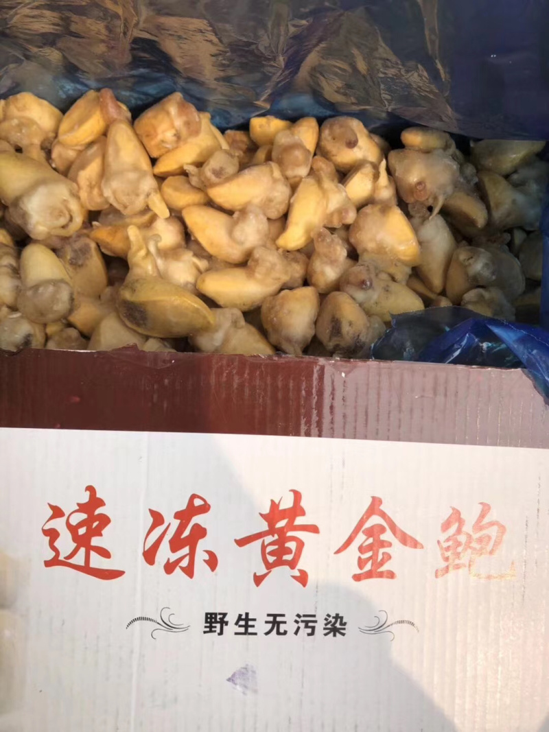 黄金鲍螺肉蜗牛肉蜗牛肉质量保障量大从优诚信经营等您来电