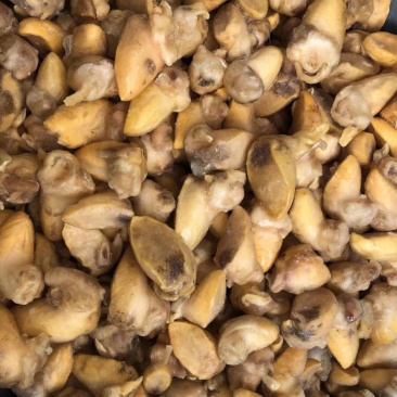 黄金鲍螺肉蜗牛肉蜗牛肉质量保障量大从优诚信经营等您来电