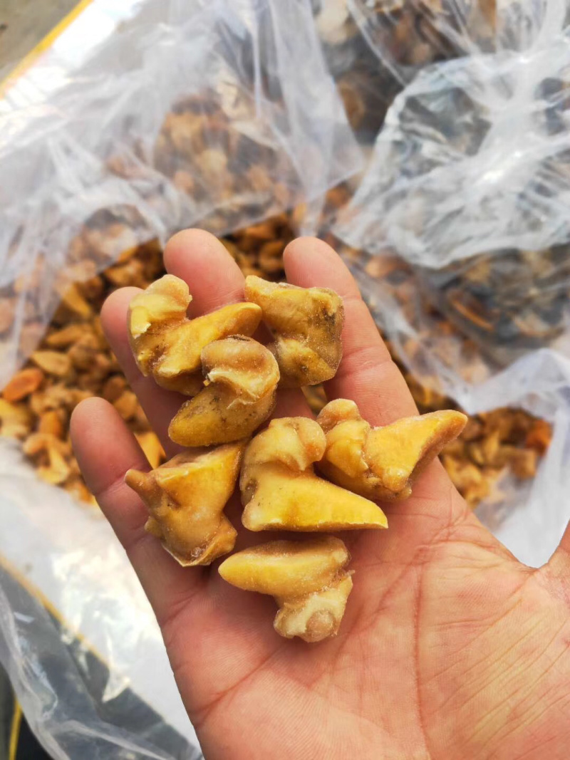 黄金鲍螺肉蜗牛肉蜗牛肉质量保障量大从优诚信经营等您来电