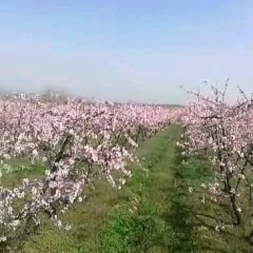 桃树，占地用桃树，绿化工程用桃树，五年生成品丰果期桃树，