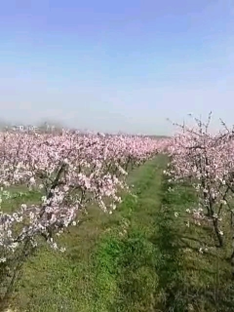 桃树，占地用桃树，绿化工程用桃树，五年生成品丰果期桃树，