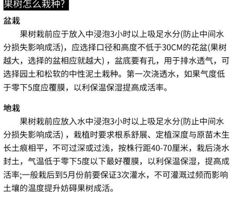 盆栽冬红果红肉苹果富士盆栽盆景包存活南北方皆可种植