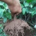 盆栽冬红果红肉苹果富士盆栽盆景包存活南北方皆可种植